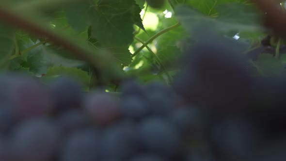 Bunches of Black Grapes Close Up