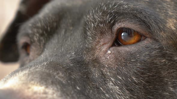 Macro Close-Up Shot Of A Black Dog Eye, American Staffordshire terrier