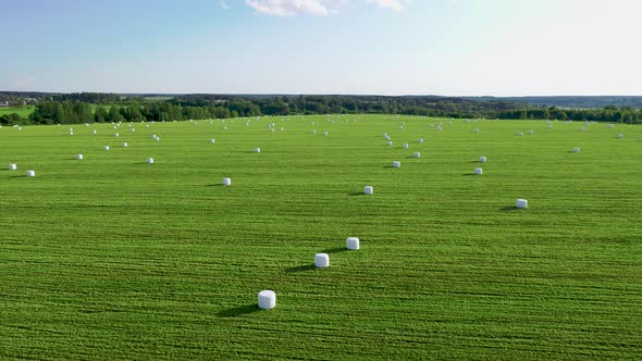 Rural Field With Hay Rolls Wrapped In A Package For Haylage On A Summer Day