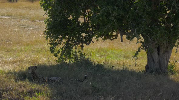 Cheetah resting in the shade of a tree