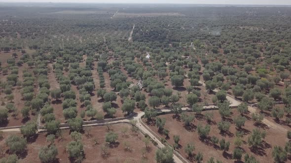 Aerial view of olive grove on red soil trulli white houses Puglia Italy rural landscape village