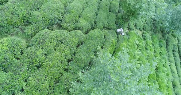 Tea Terrace And Workers Aerial View