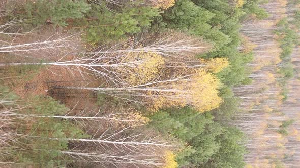 Vertical Video of an Autumn Forest During the Day in Ukraine