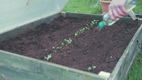 Watering sprouting vegetable plants in raised garden bed with recycled water bottle