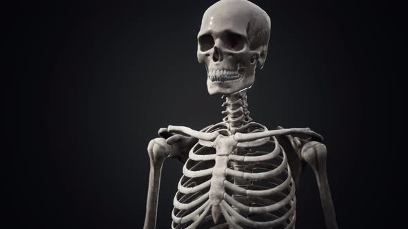 Full Human Skeleton Standing