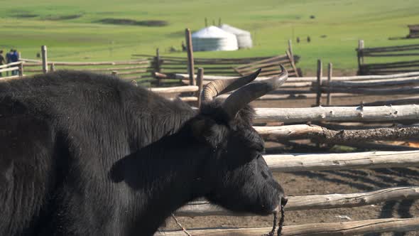 White Ger Tents and Horned Black Yak in the Geography of Mongolian Meadows