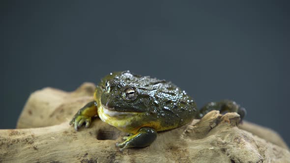 Cyclorana Toad-water Pot Frog Sitting on Wooden Snag in Black Background. Close Up