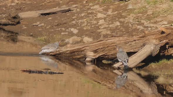 Two Northern Flickers Drinking From a Lake