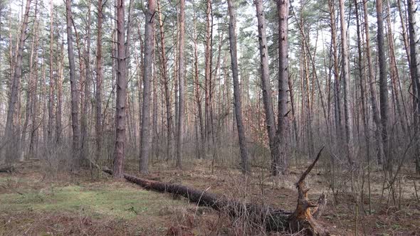 Trees in a Pine Forest During the Day Aerial View