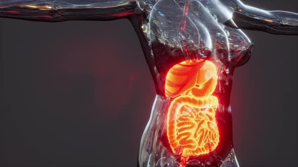 Anatomy of Human Body with Digestive System