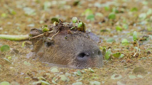 Wild capybara half submerged under swampy water, camouflaged and blending in with the surrounding aq