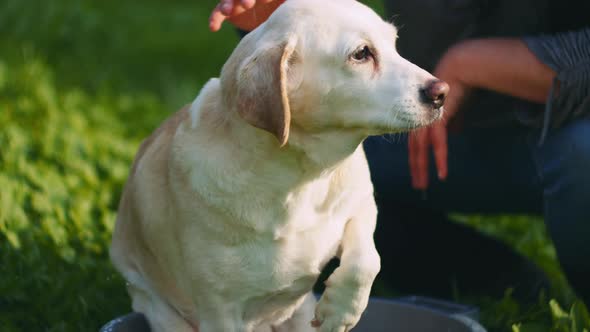 Adorable white Beagle-Labrador mix dog being pet while taking bath in the park