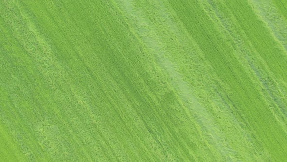 Flying Over Green Meadow with Small Trees