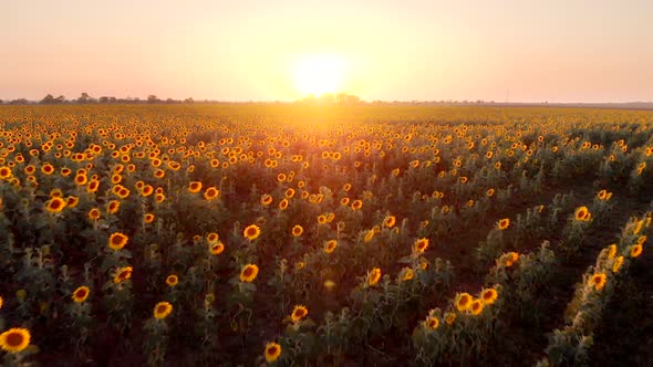 Beautiful Sunflower Field at Sunset