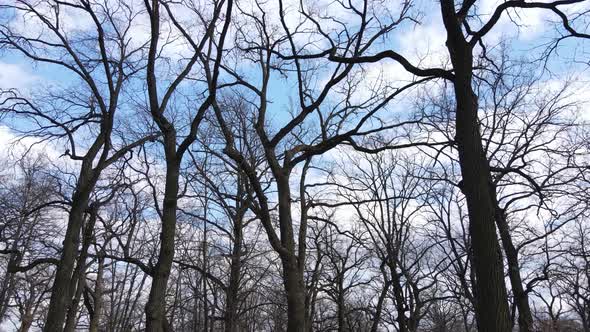 Forest with Trees Without Leaves During the Day