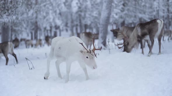 Slowmotion of a white reindeer with antlers walking among other reindeer in a snowy forest in Laplan