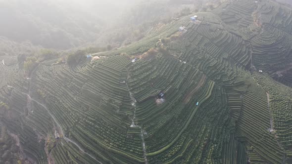 Tea plantation in mountain