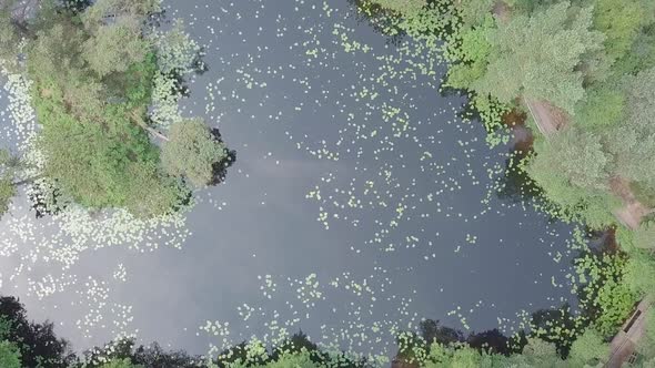 STATIC CROP Aerial of an enchanted forest pond