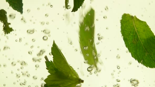 Close up fresh green mint leaves in tea