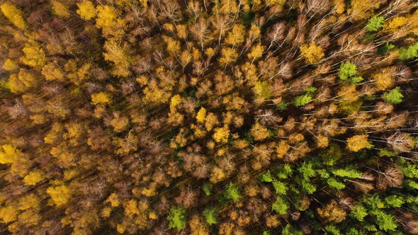Autumn Forest Aerial Drone View. Deciduous Forest in the Fall.