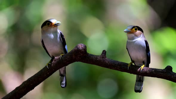 Two individuals ready to deliver food to their nestlings as they look around, Silver-breasted Broadb