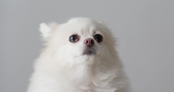 White Pomeranian dog