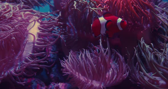 Clownfish Swimming By Pink Anemones In Aquarium