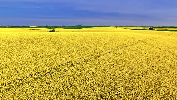 Aerial view of agriculture. Yellow rape field in countryside.