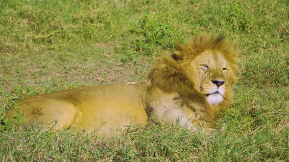 The African lion lies on the green grass and rests under the bright sun in the hot savannah. African