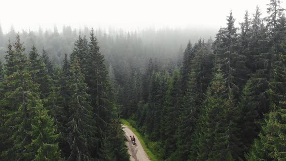 Fog Over Forest in the Morning