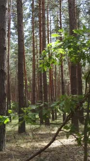 Vertical Video of Forest Landscape with Pine Trees in Summer Slow Motion