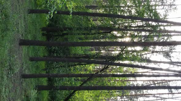 Vertical Video of a Forest with Pine Trees