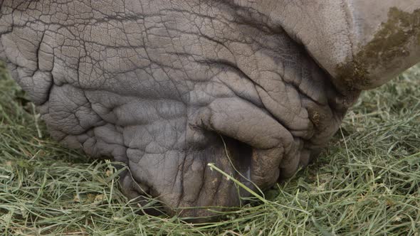 white rhino  closeup of mouth grazing slow motion