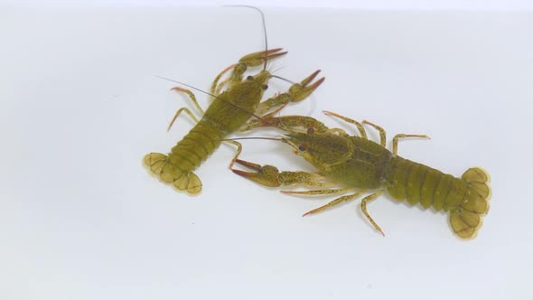 Two live crayfish crawl in clear water on a white background.