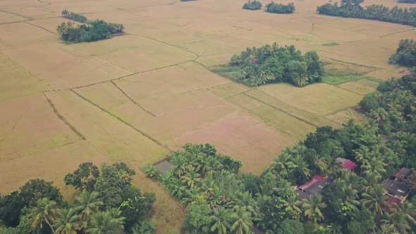 Kerala backwaters farmland and fields at Alleppey, India. Aerial drone view
