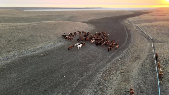 Wild Horses Running. Herd of Horses, Mustangs Running on Steppes To River.  Hdr Slow Motion