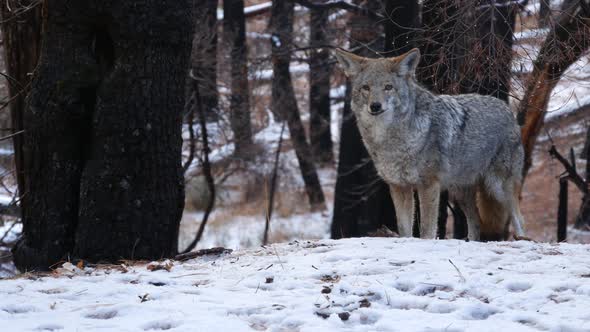 Wild Wolf Coyote or Coywolf Winter Snowy Fores California Wildlife Fauna USA