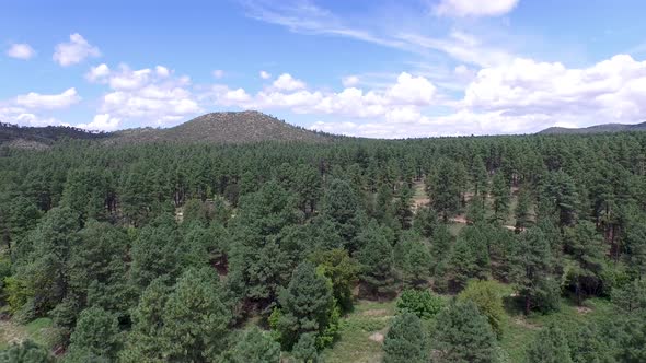 Drone aerial footage of the pine forest of the Prescott National Forrest, Prescott, Arizona. Pan lef