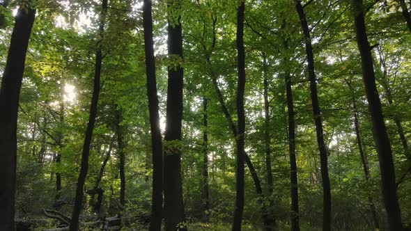 Forest with Trees in an Autumn Day