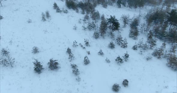 View From a Copter a Team of Dogs Runs Along a Snowy Plain