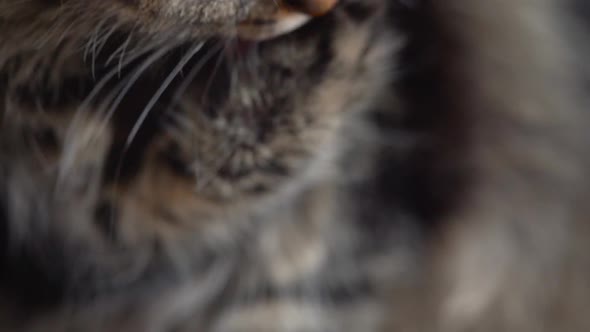 Cute Tabby Domestic Cat Washing Up Close Up. Slow Motion