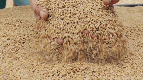 Male Hands Scoop Grains of Barley