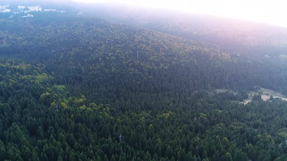 Aerial forest general view.