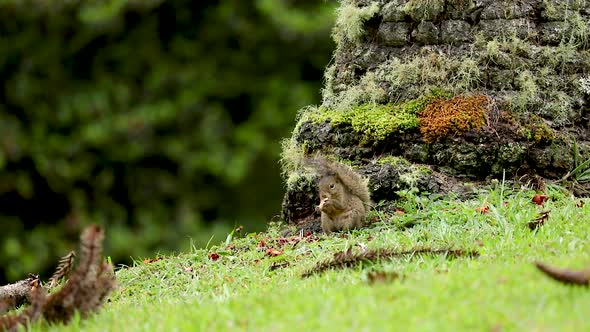 Squirrel eating Araucaria pine nut on green lawn in the middle of the forest. Fix camera