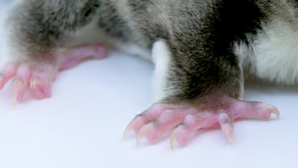 Macro close-up of a cute sugar glider's face as sits still sniffing the air while on a white backgro