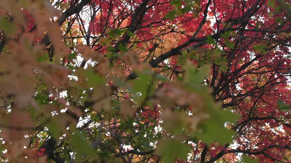 Looking through leaves in Fall moving on a slider