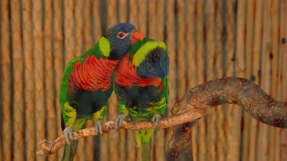 Couple of Beautiful Colorful Parrots Sitting Together on Tree Branch