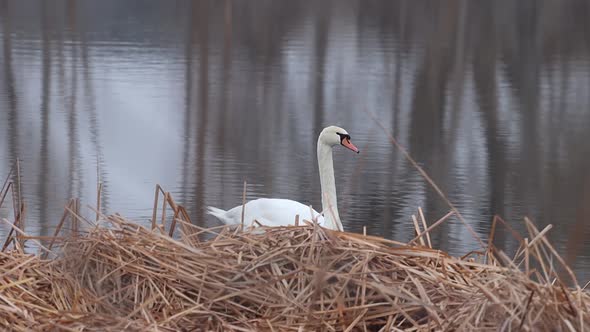 A winter pond is occupied by a large single swan migrating to who knows where. 120fps