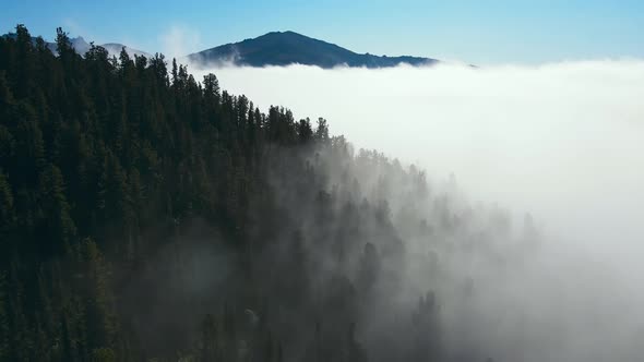 Aerial View of a Beautiful Summer Coniferous Forest Shrouded in Mist at Dawn