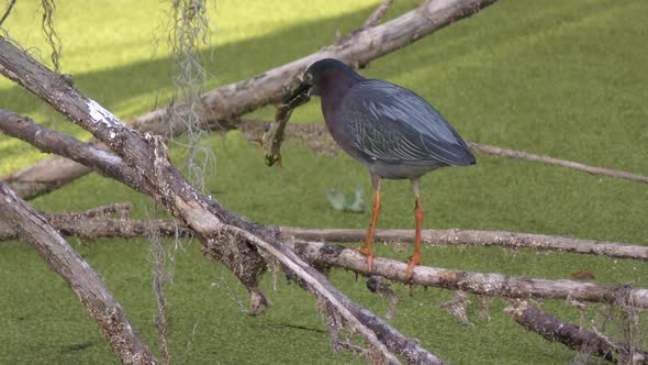  Green Heron With A Frog